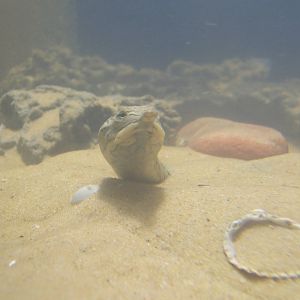 Florida Soft-shelled Turtle