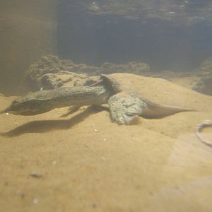 Florida Soft-shelled Turtle