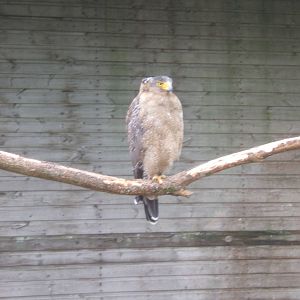 Crested Serpent Eagle (Spilornis cheela)