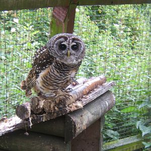 Chaco Owl