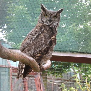 Great Horned x African Spotted Owl hybrid