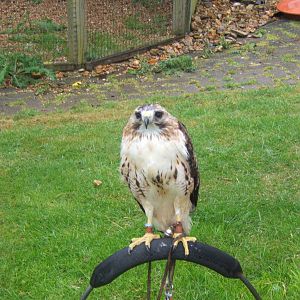 Red-tailed Hawk
