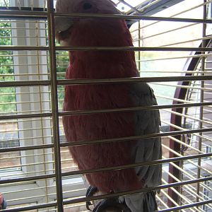 Galah