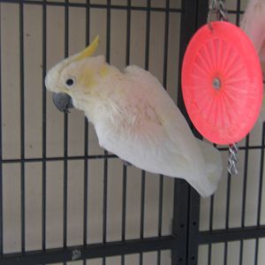 Lesser Sulphur-crested Cockatoo
