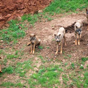 Iberian Wolves at Cabarceno, 11/06/15