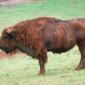 European Bison at Cabarceno, 11/06/15