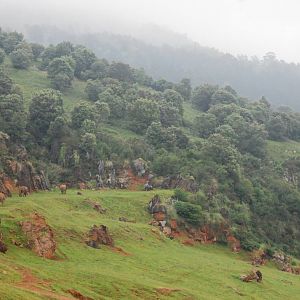African Elephants at Cabarceno, 11/06/15