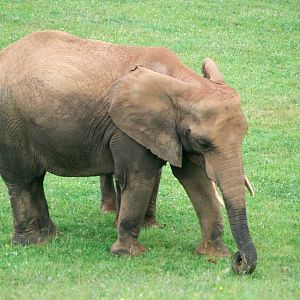 African Elephant at Cabarceno, 11/06/15