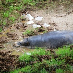 Pygmy Hippopotamus at Cabarceno, 11/06/15