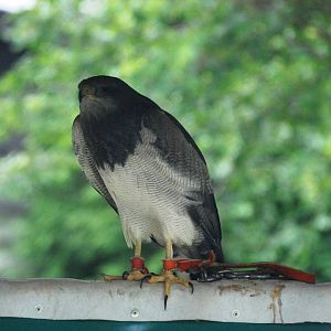 Black-chested Buzzard-Eagle at Cabarceno, 11/06/15