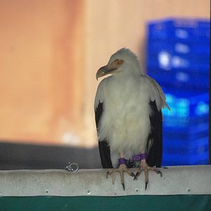 Palmnut Vulture at Cabarceno, 11/06/15