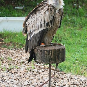 European Griffon Vulture at Cabarceno, 11/06/15