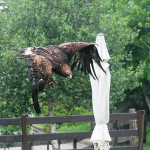 Spanish Golden Eagle at Cabarceno, 11/06/15