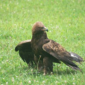 Spanish Golden Eagle at Cabarceno, 11/06/15