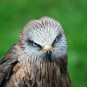 Black Kite at Cabarceno, 11/06/15