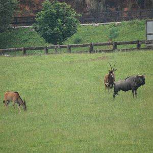Trio of Antelopes at Cabarceno, 11/06/15