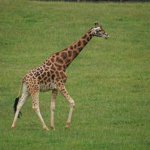 Giraffe at Cabarceno, 11/06/15