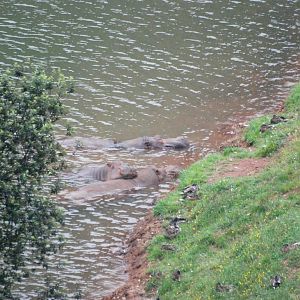 Common Hippopotamuses at Cabarceno, 11/06/15