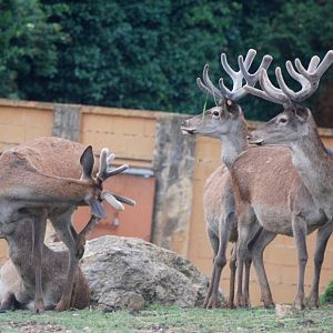 Spanish Red Deer at Cabarceno, 11/06/15