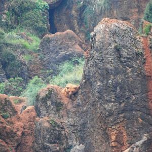 European Brown Bear at Cabarceno, 11/06/15