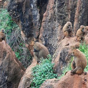 Guinea Baboons at Cabarceno, 11/06/15
