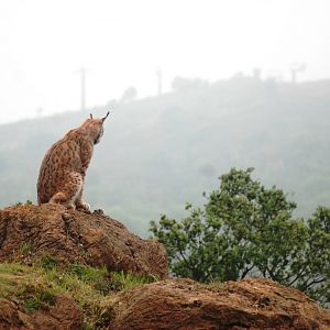 European Lynx at Cabarceno, 11/06/15