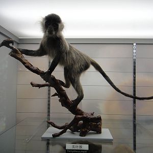 Phayre's leaf-monkey(Presbytis phayrei)