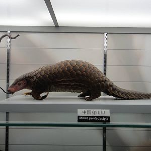 Chinese pangolin(Manis entadactyla)