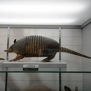 Nine-banded Armadillo