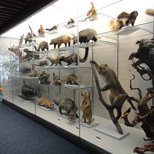 Museum of Biological Specimens Beijing Normal University