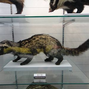 Paradoxurus hermaphroditus