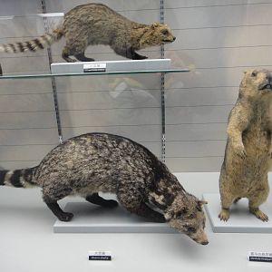 Museum of Biological Specimens Beijing Normal University