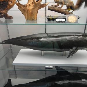 Neophocaena asiaeorientalis asiaeorientalis