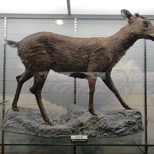 Elaphodus cephalophus