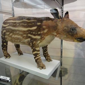 Baird?s tapir