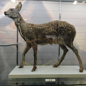 Moschus moschiferus