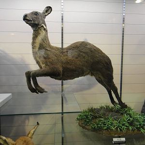 Moschus berezovskii
