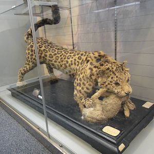 Leopard Specimens made in 1905
