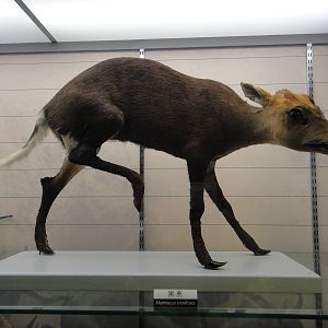 Muntiacus crinifrons