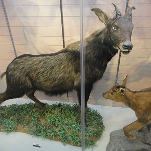 Capricornis milneedwardsii