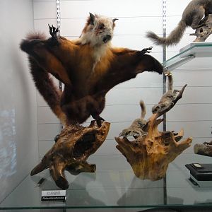 Petaurista alborufus