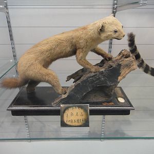 Marten specimen made in 1916