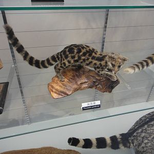 Prionodon pardicolor