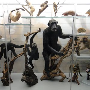 Museum of Biological Specimens Beijing Normal University