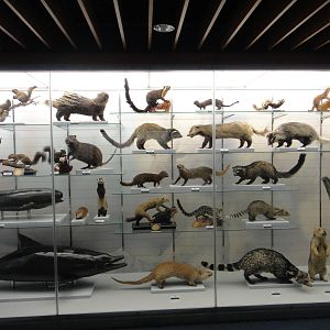 Museum of Biological Specimens Beijing Normal University