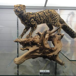 Marbled cat (Pardofelis marmorata)