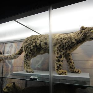 Snow leopard