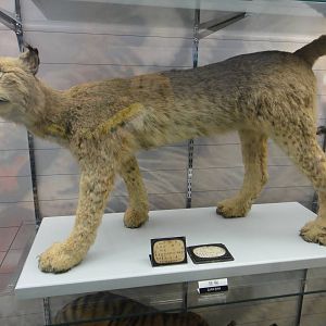 Lynx specimen made in 1916