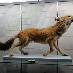 Dhole