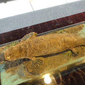 Ornithorhynchus anatinus (Period of ROC)